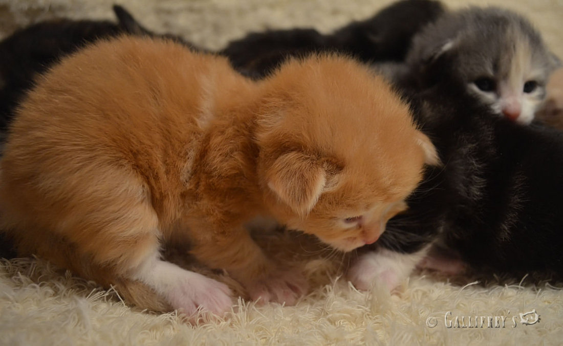 官宣!中甲球队失去资格,降入乙级!|火狐电竞(图1) 火狐电竞官网