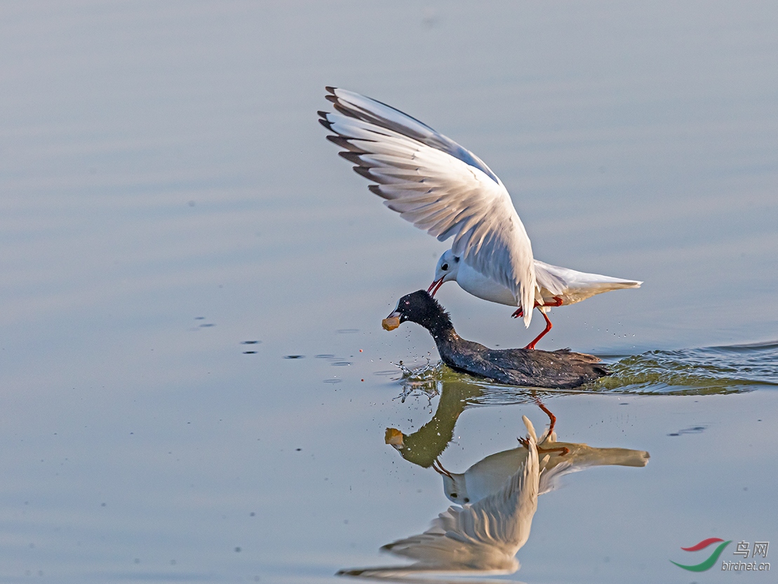 噩耗!前中国男排功勋主帅邹志华离世 为中国排球事业奉献一生【火狐电竞官方网站】(图4) 火狐电竞