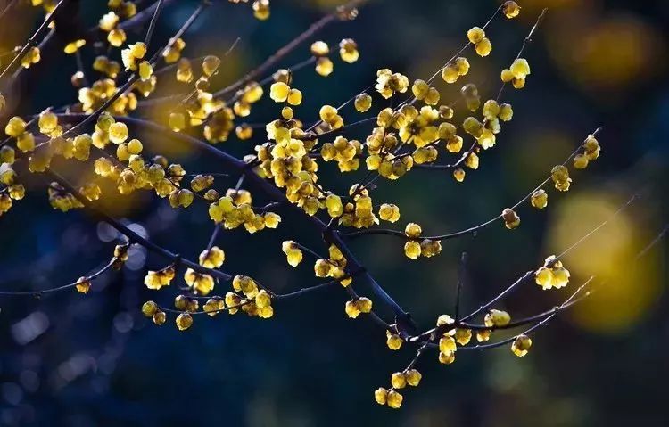 火狐电竞官方网站